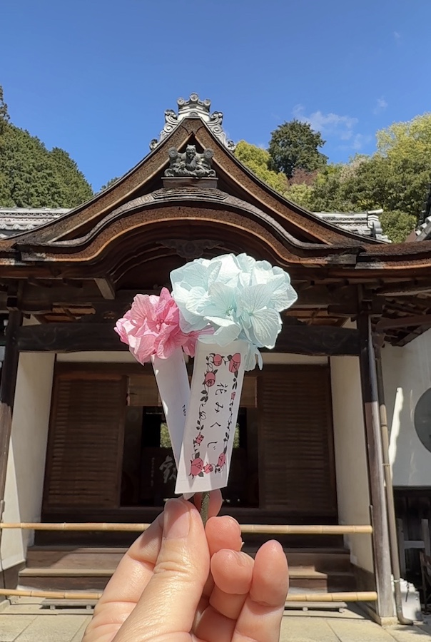 本物の紫陽花が彩る大人気「花みくじ」